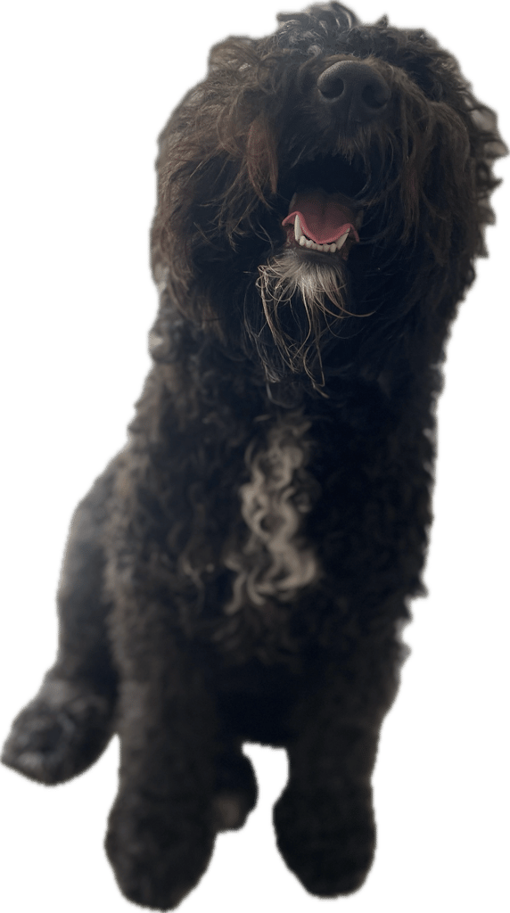 Dogs needing to be rehomed 