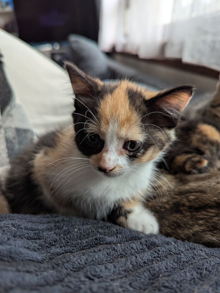 Beautiful kitten for sale *Reduced Price*