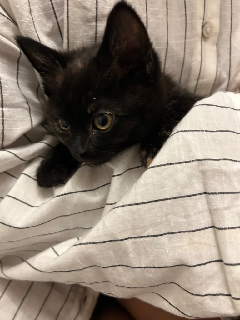 British short hair mixed kittens 