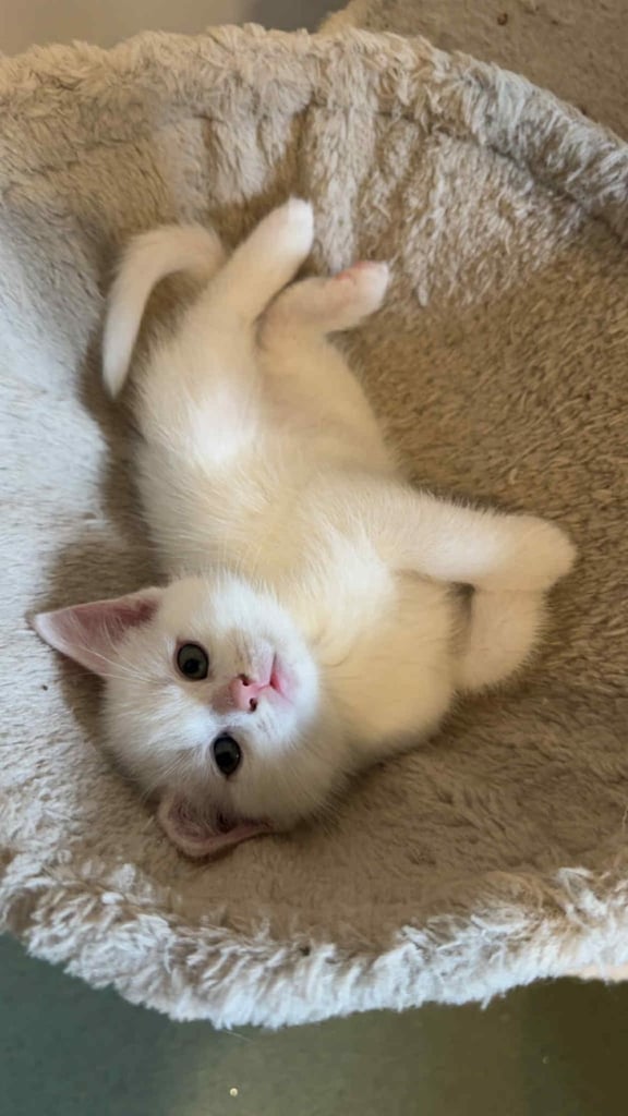 Beautiful kittens