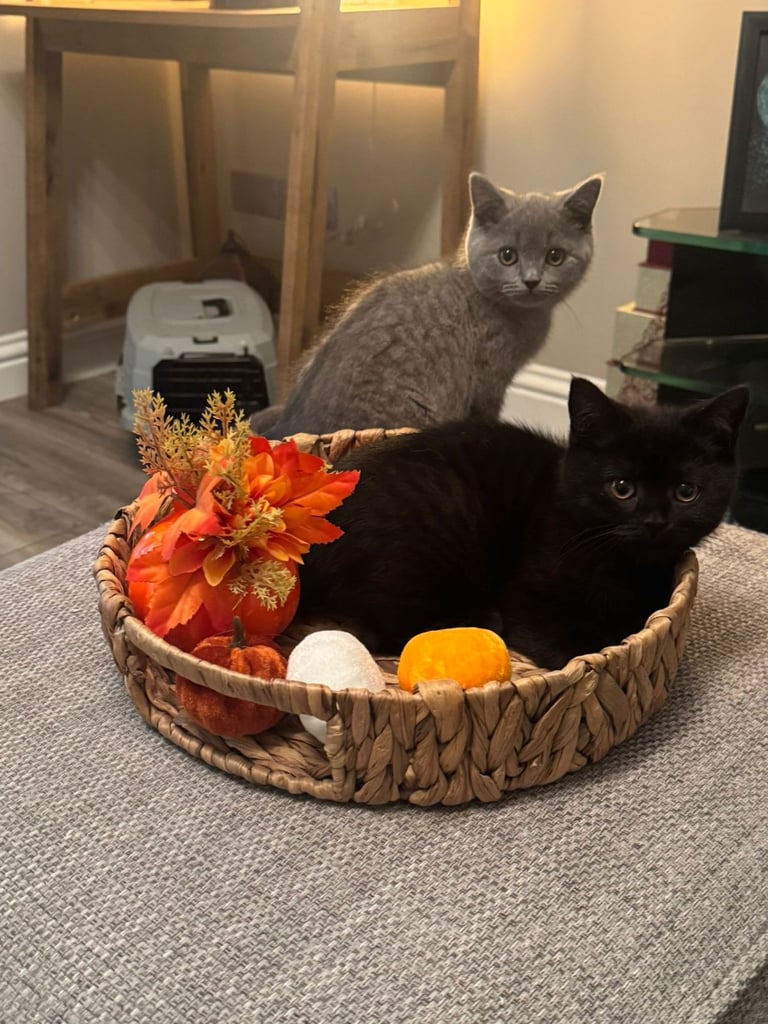 2 beautiful brittish shorthaired kittens