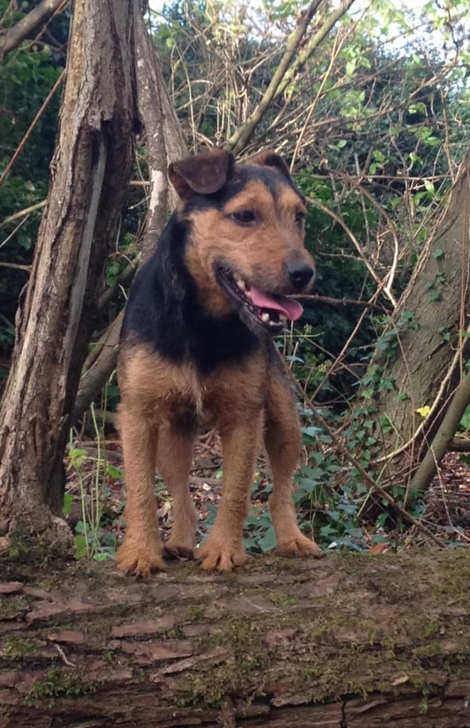 Gorgeous Wired Haired Terrier Boy Puppy