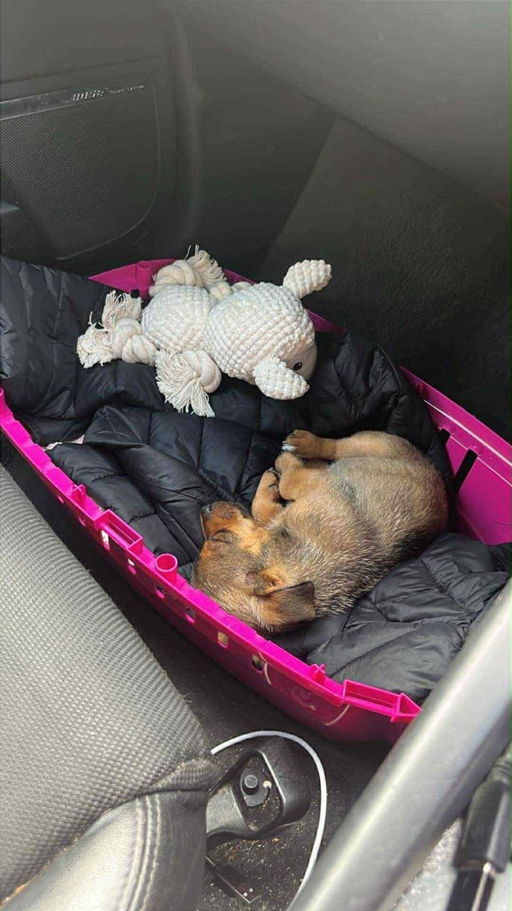 Miniature jack Russell 