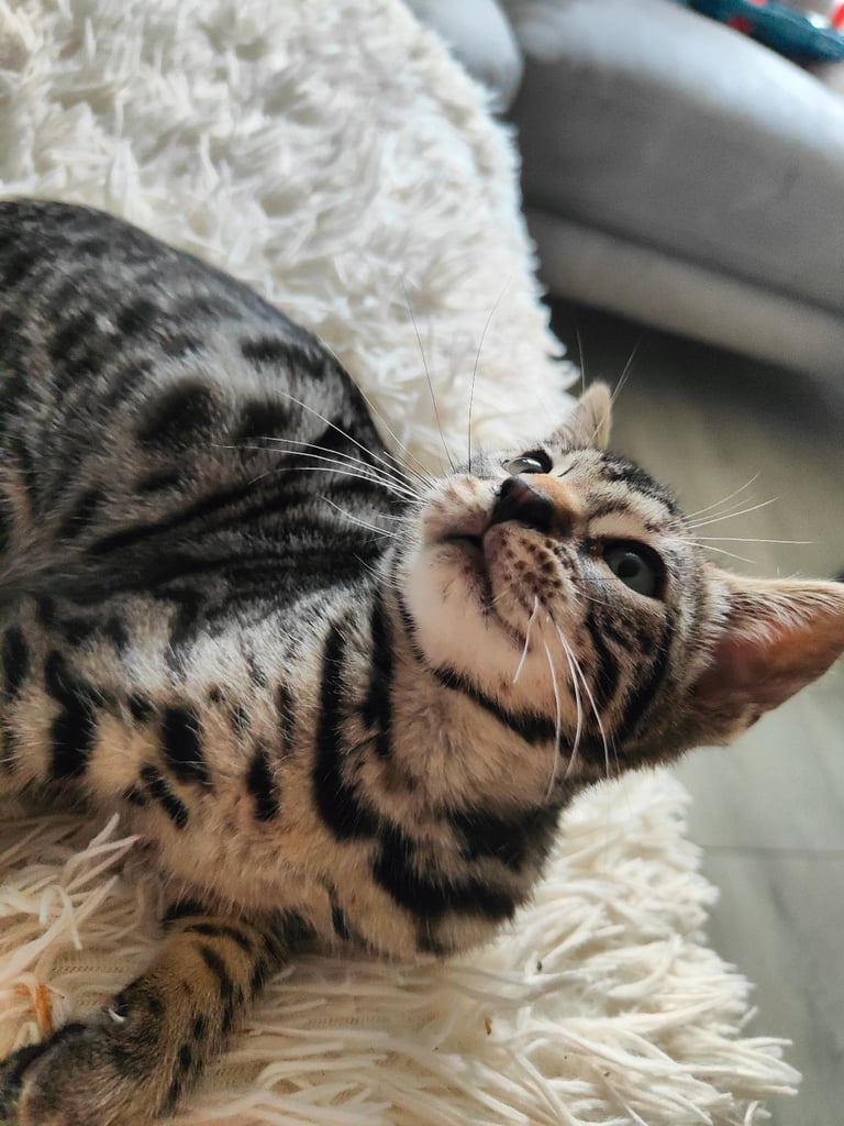 Charcoal/silver bengals