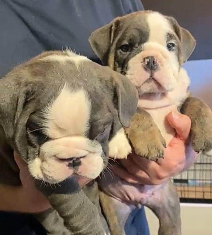 English bulldog puppies