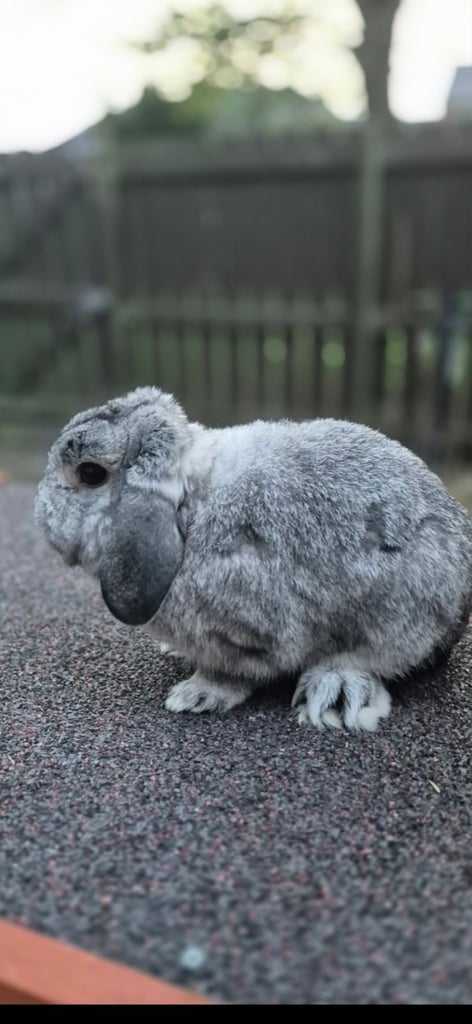 Chin mini lop 