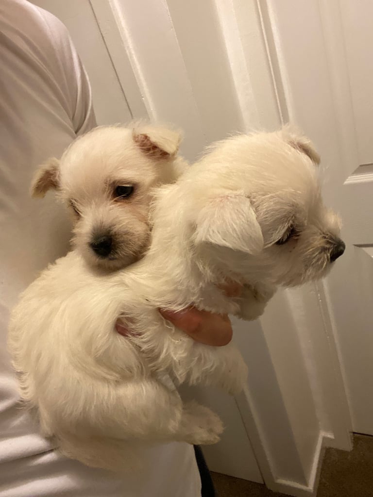 Westie pups
