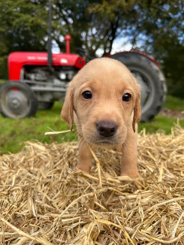 Labrador Retriever Puppies