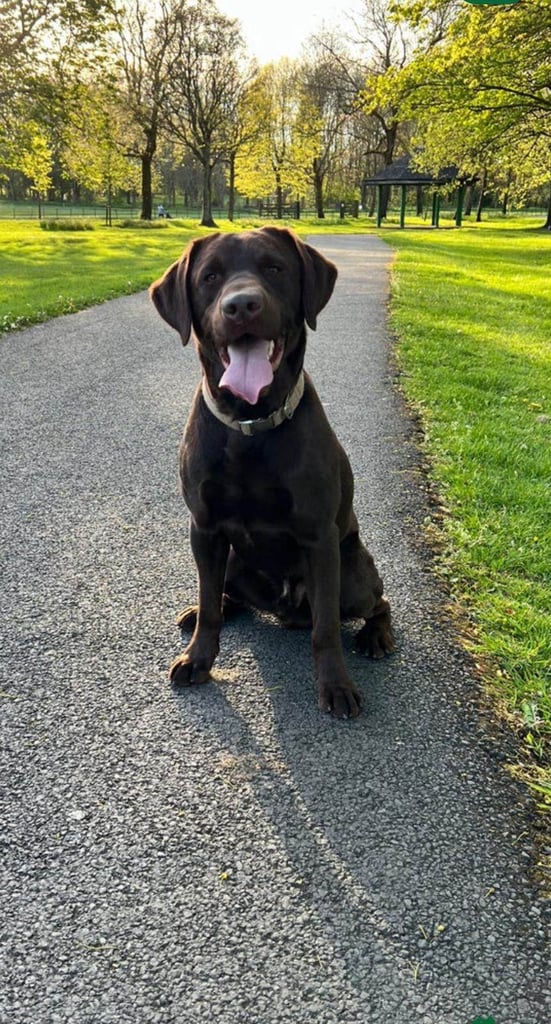 Labradore puppies