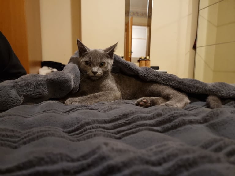 Russian Blue cat 