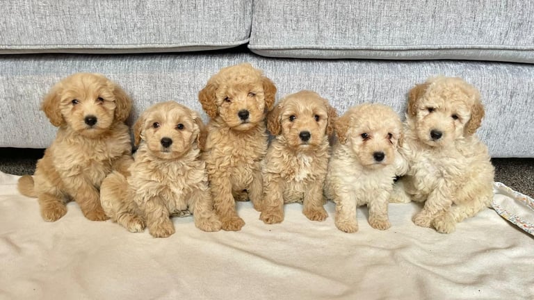 Coton noodles puppies ready now 