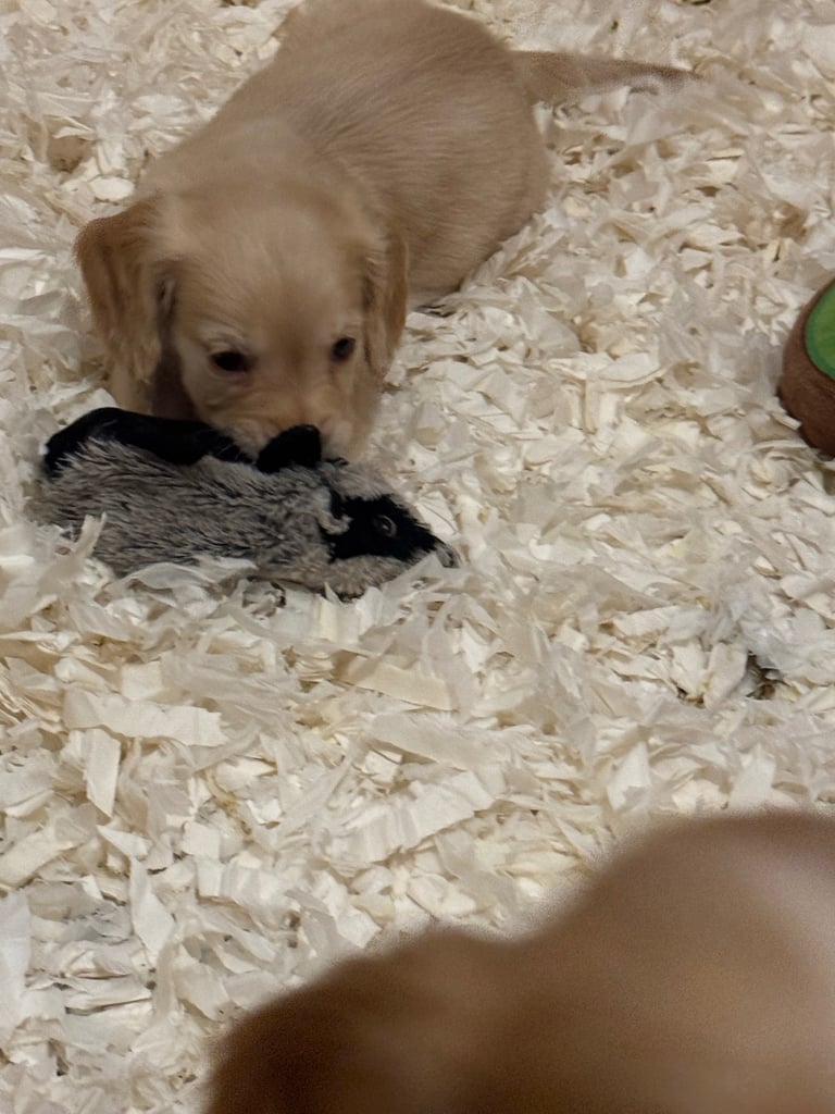KC Cocker Spaniel Pups - ready to go sunday