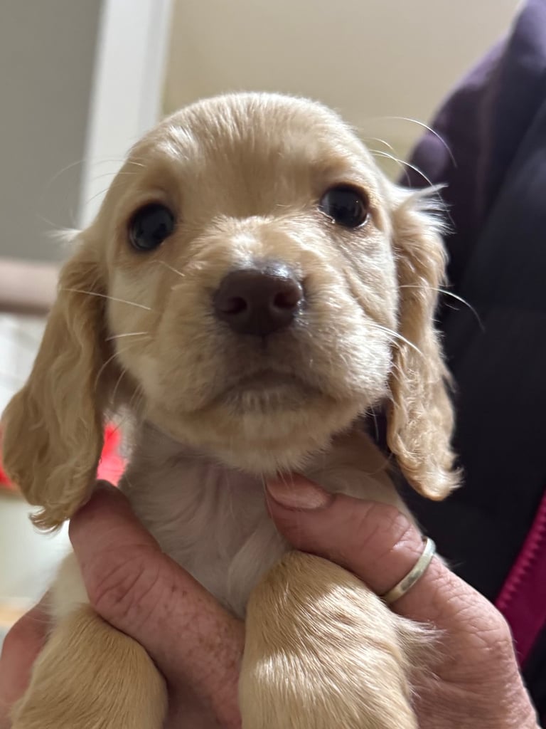 KC Cocker Spaniel Pup - ready to go now