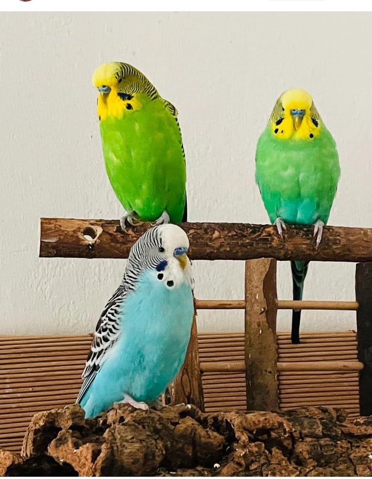 Baby Budgies & Cockatiels – Hand-Tame – From £20