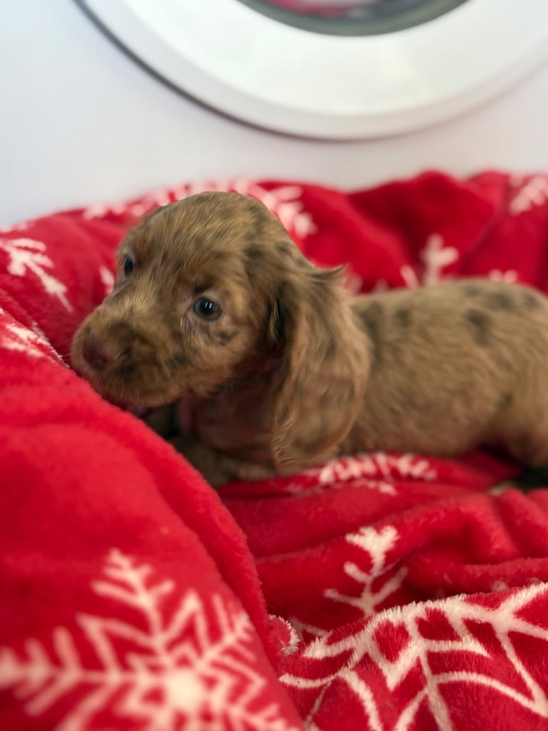 Beautiful Cocker Spaniel Puppys 😍