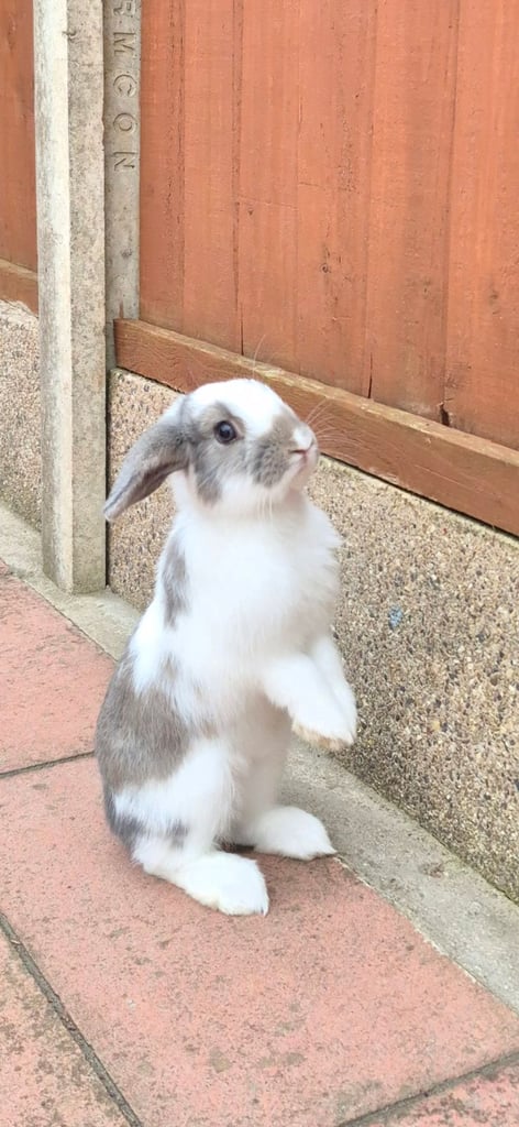 ​Pair of Adorable 14-Week-Old Rabbits with Luxury Hatched® Noah's Ark Hutch - Full Set-Up!