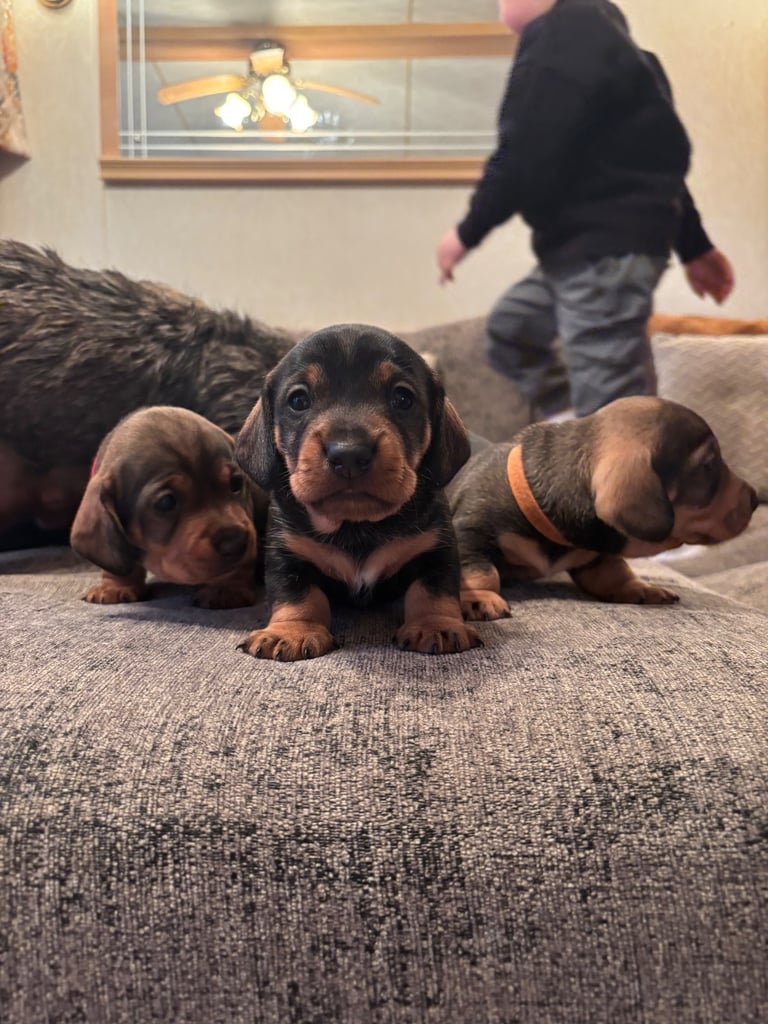 3 beautiful Teckel Dachshunds