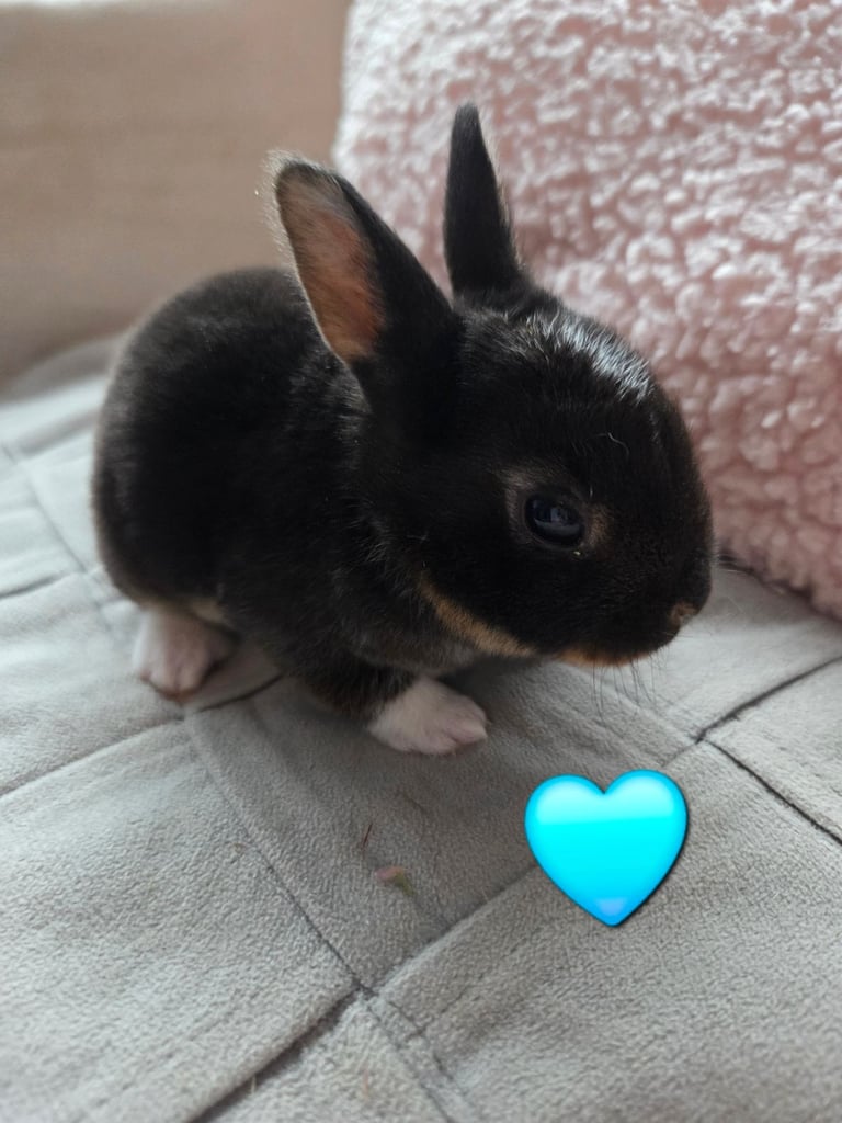 🐰 Beautiful mini rex babies 🐰