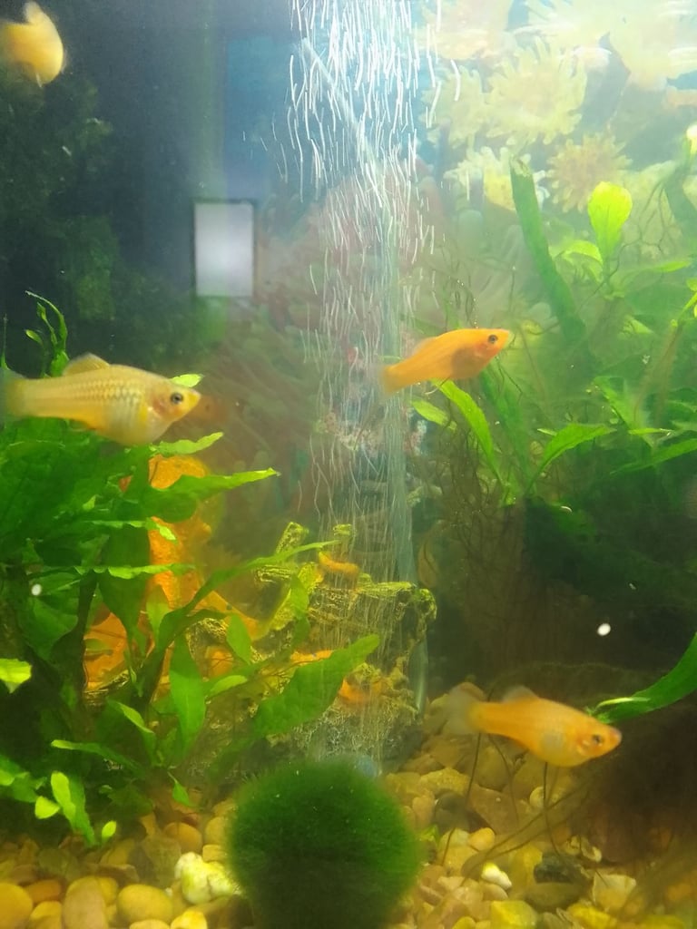 Platy fish