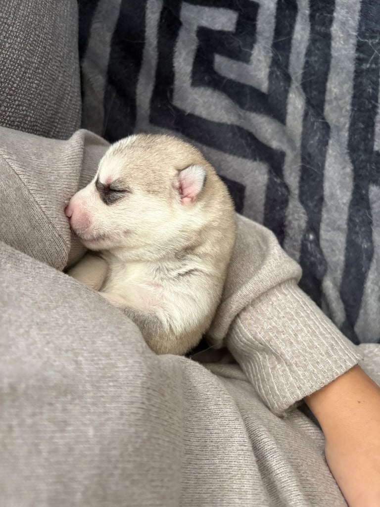 Husky puppies 