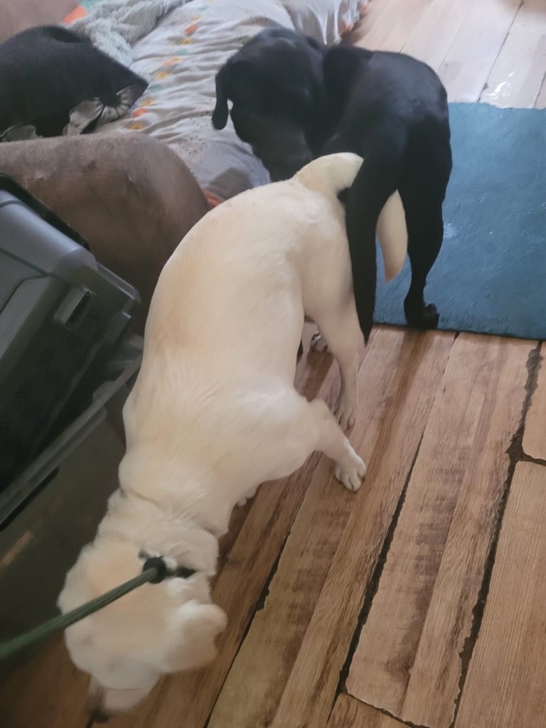 KC Labrador retriever 27.11.2025