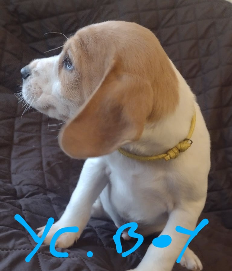 Beautiful jack Russell puppies 
