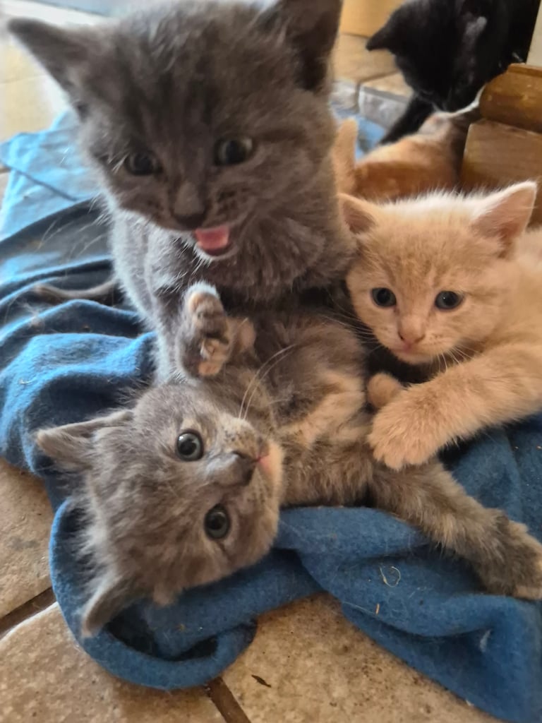 Gorgeous kittens for forever homes
