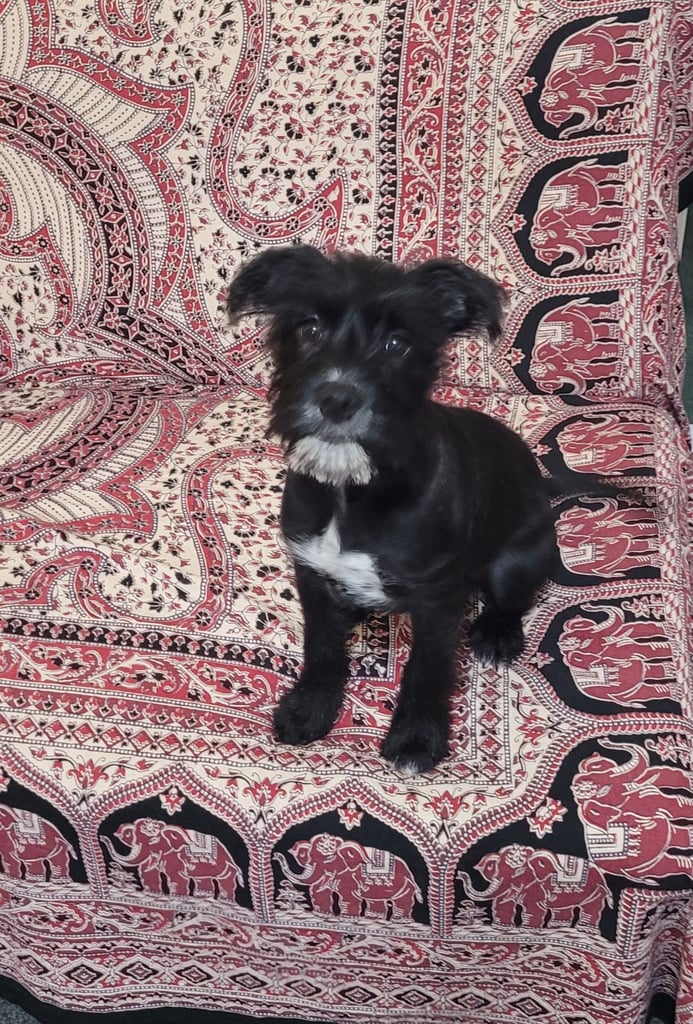 5 month old puppy for sale