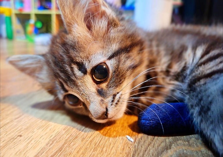 Kitten Leo - 5 Months 