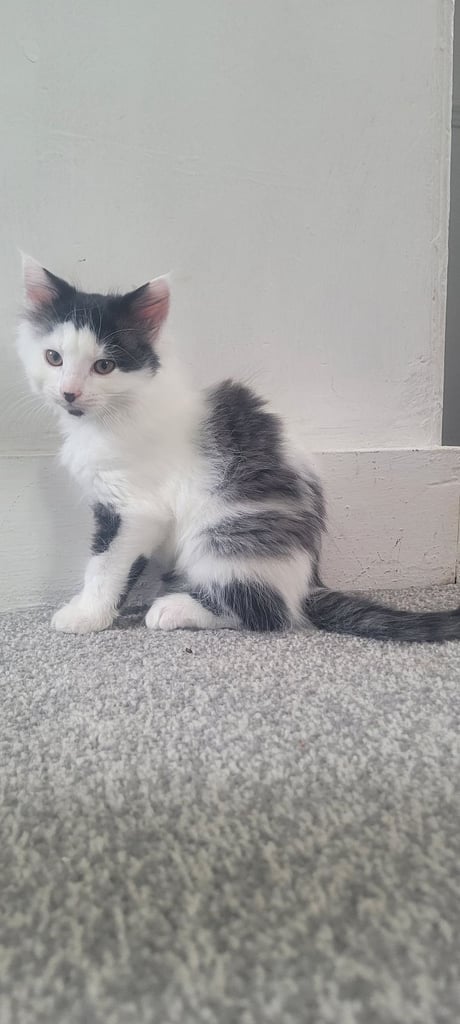 3 kittens 