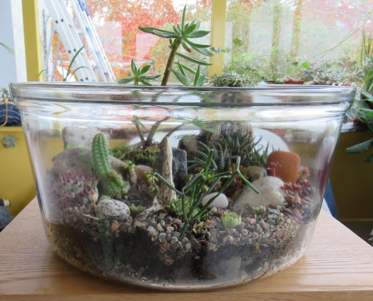 Desert Succulent Terrarium