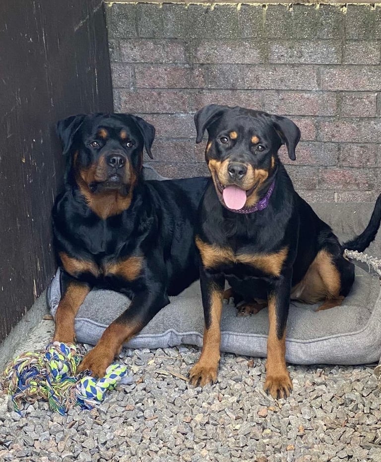 8 Rottweiler pups-4 LEFT!!