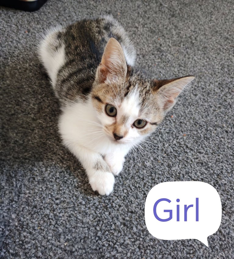 5 beautiful Kittens looking for their forever home 