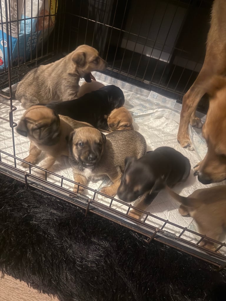 Saluki cross Rottweiler puppies 