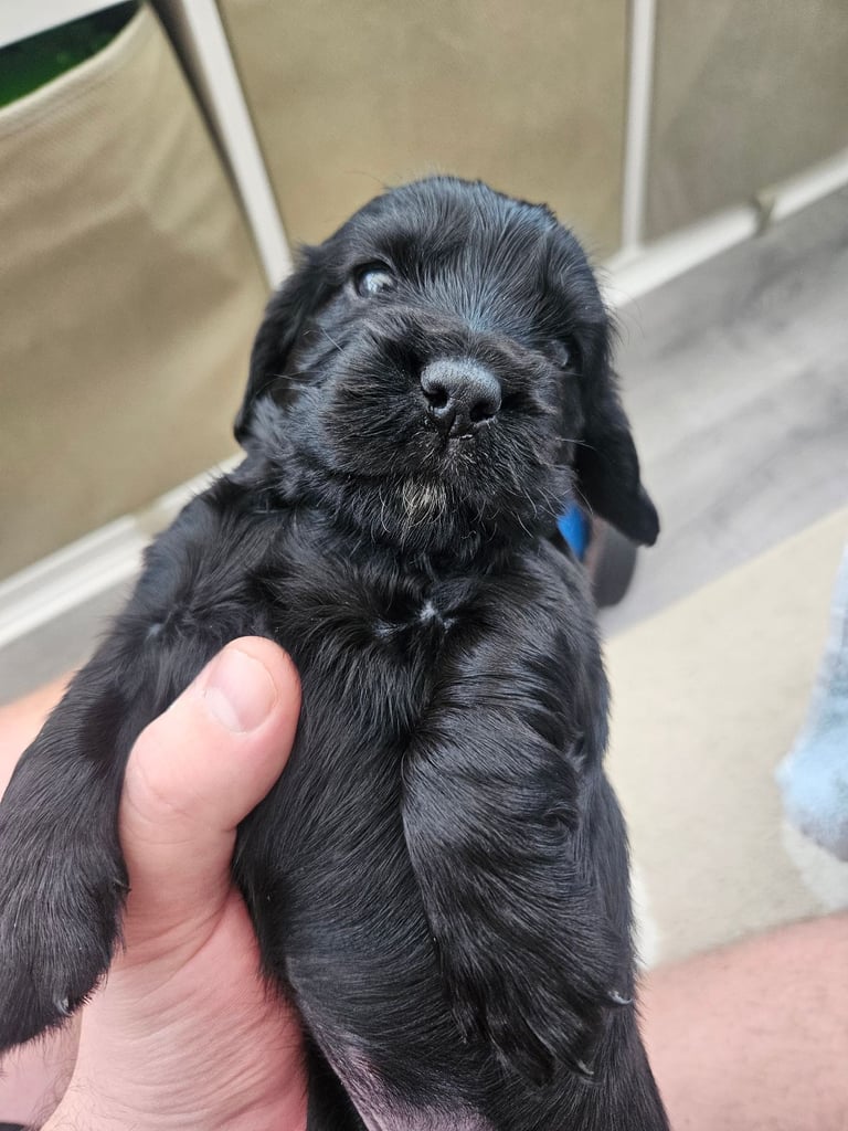 Cocker Spaniel Pups