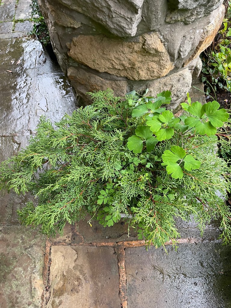 Green planter with a spreading Conifer and Yellow Corydalis (Collect Chichester)