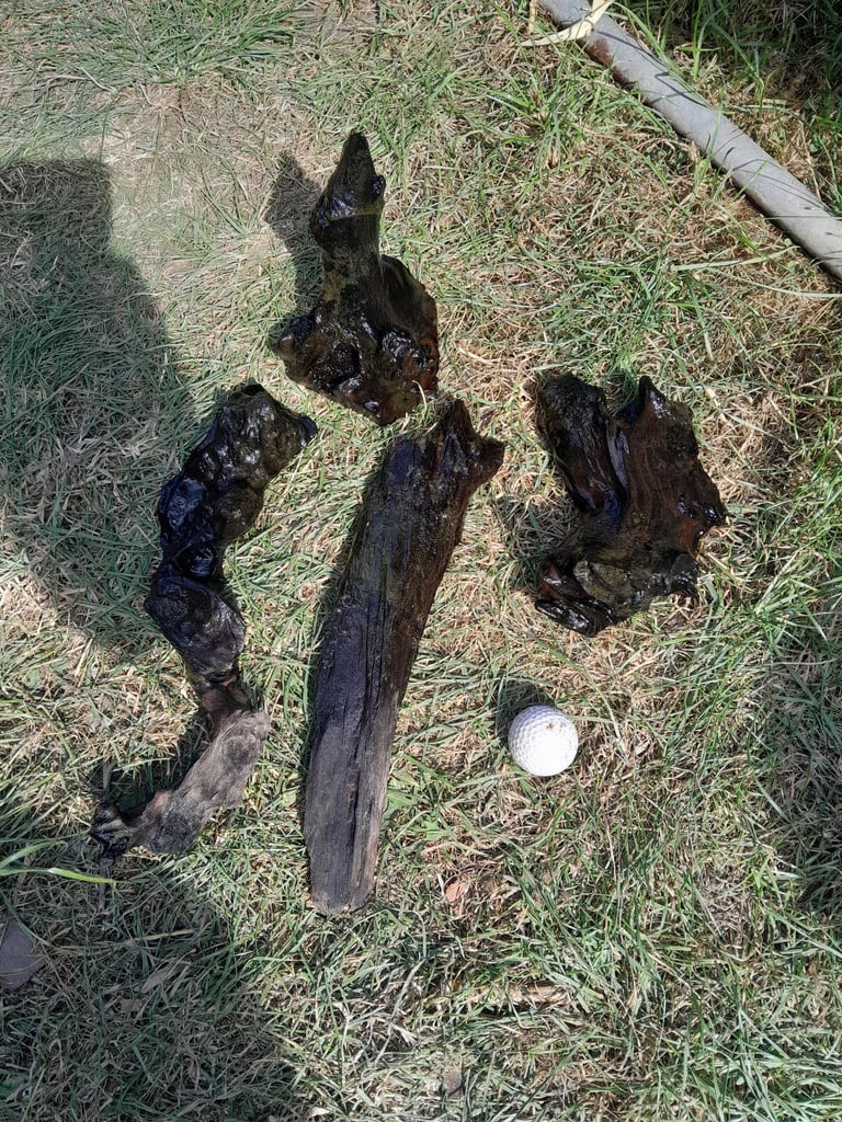 Aquarium bog wood / drift wood