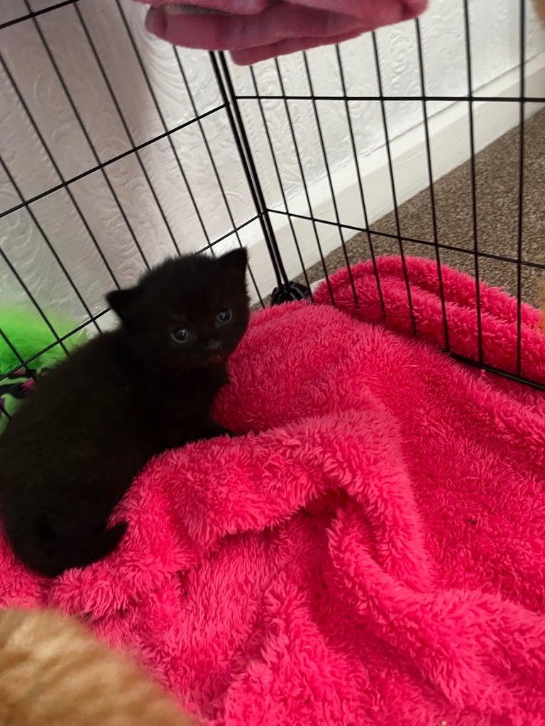 9wk old kitten only one left SOLD  