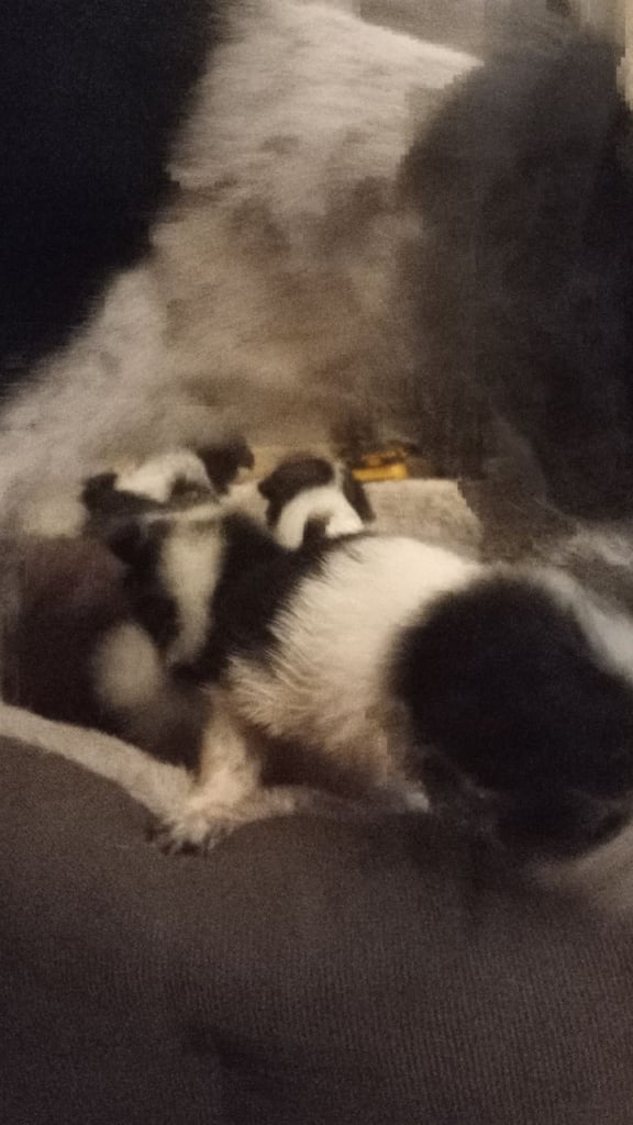 Collie puppies for sale 