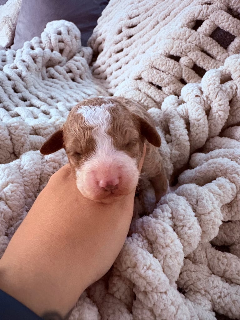 F2 Sproodle Puppies 