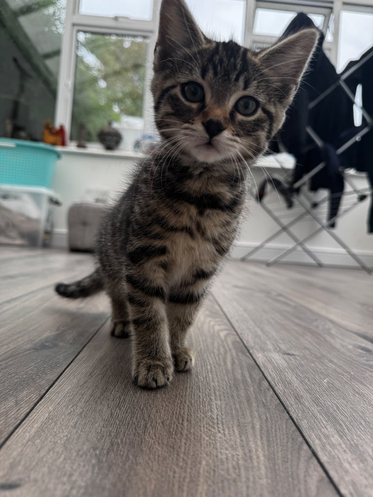 Adorable Tabby Kitten Looking for a Loving Home 🐾