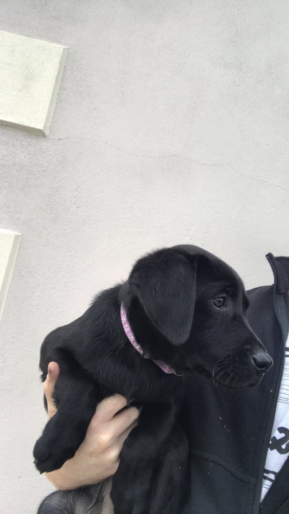 Just 3 females cracking pups left 