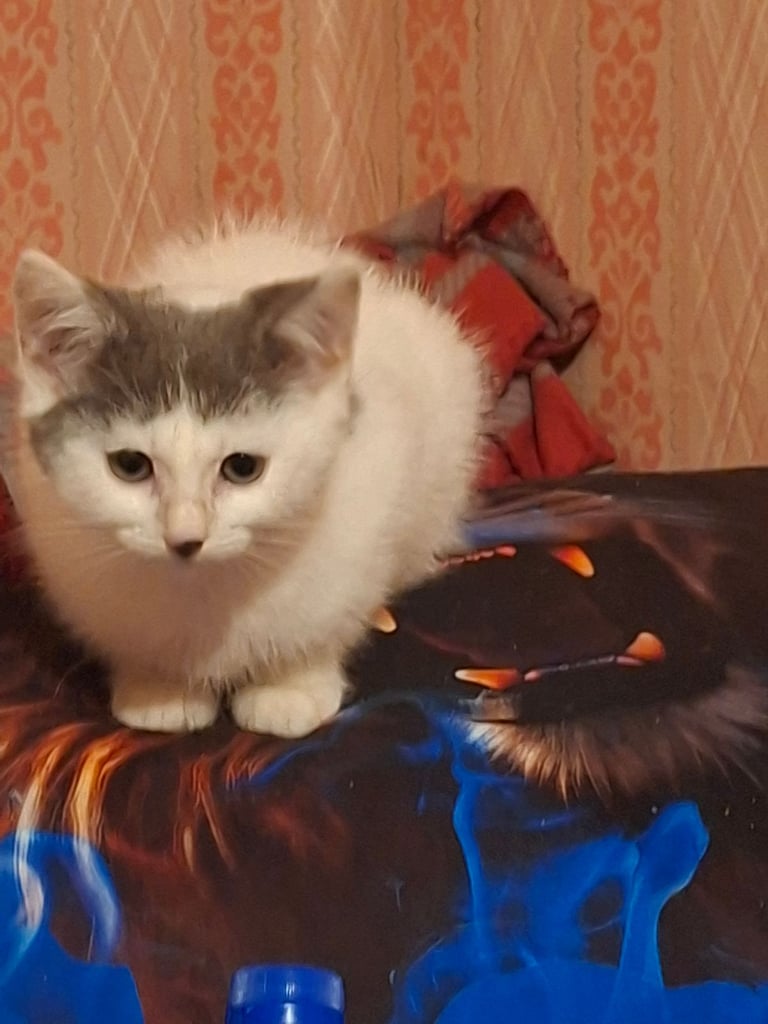 8 week old kitten