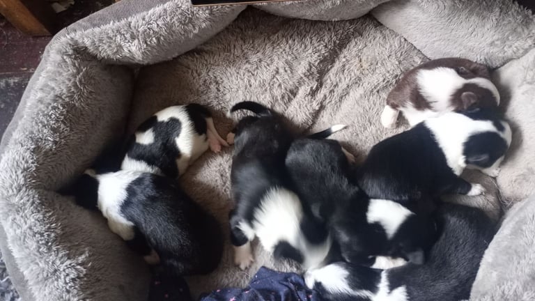 Collie puppies for sale 