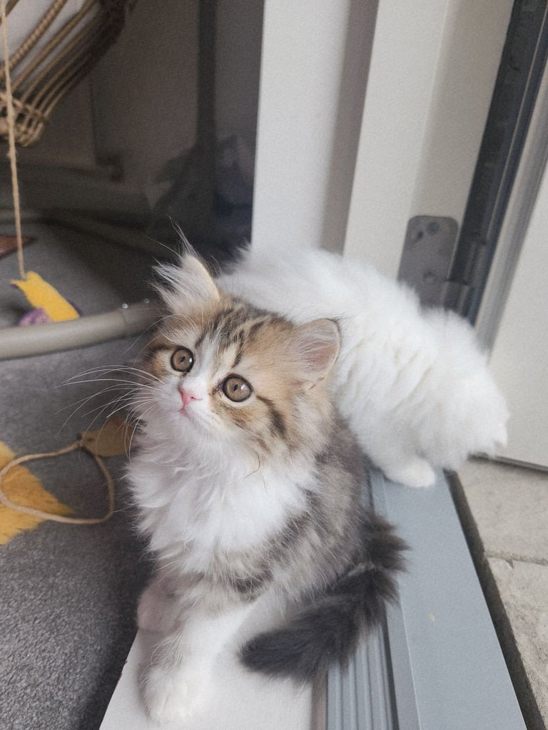 Pure persian doll face chinchilla kitten 