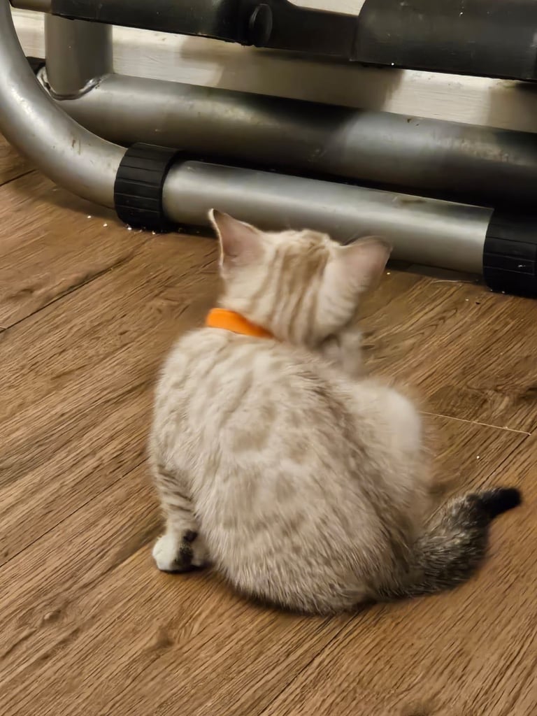 SNOW LEOPARD - SNOW BENGAL KITTENS -LAST ONE LEFT Ready now