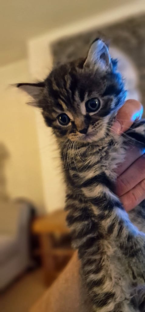 Beautiful, Affectionate Male Kitten - ready to go now