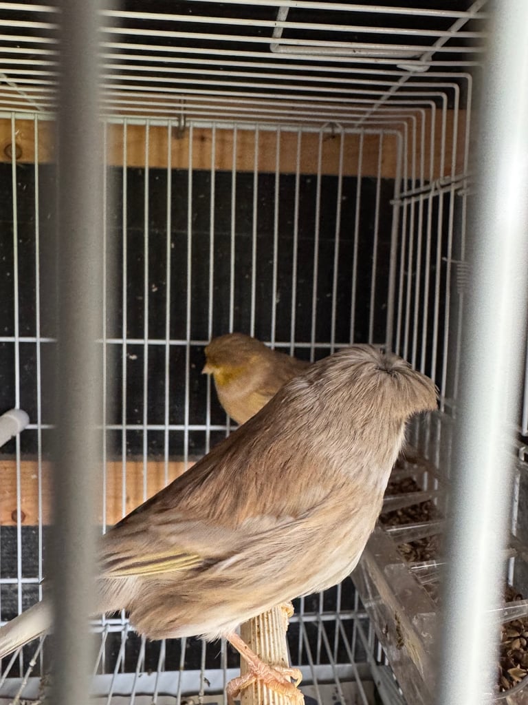 Canary, zebra for sale