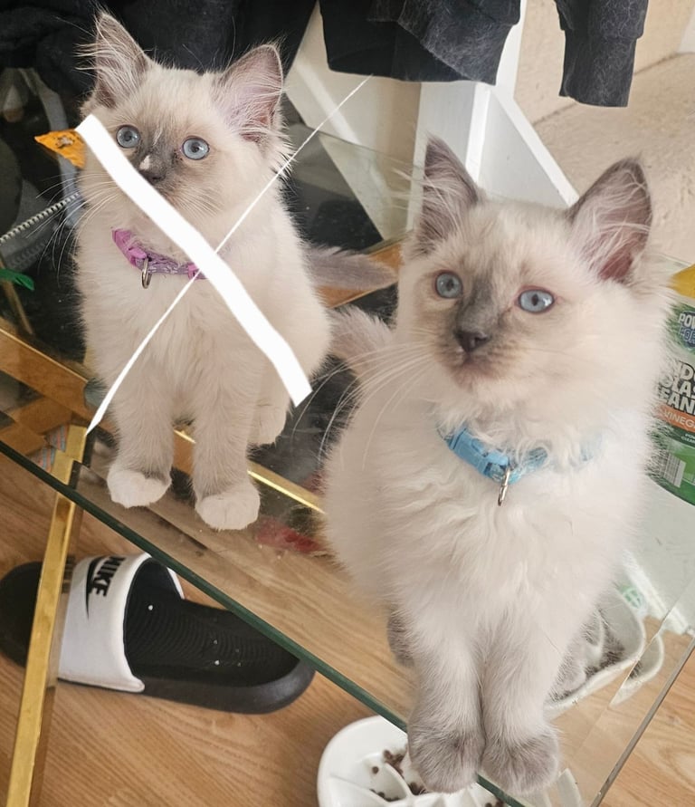 Ragdoll Kittens