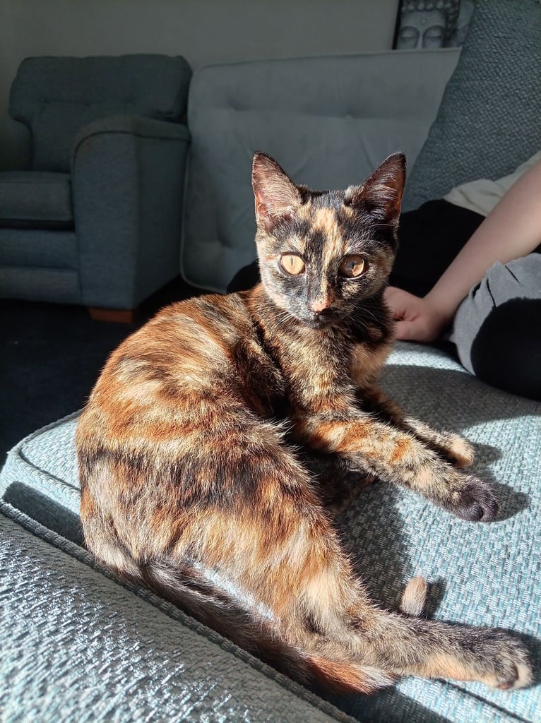 5 month old tortoiseshell kitten